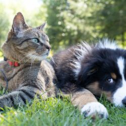 Trame chat/chien