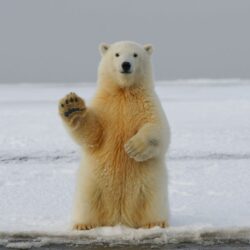 Communication Animale courte
