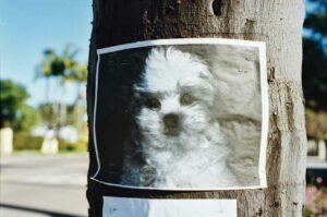 Affiche d'un chien chat perdu