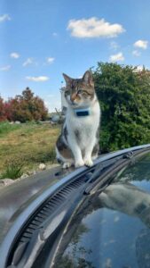 Chat femelle avec collier gps Tractive