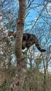 Chats avec collier gps international