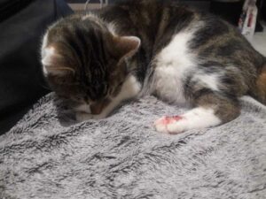 Chat blessé stressé et aidé avec l'EFT animal