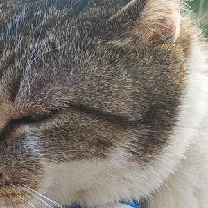 oeil de chat piqué par une guèpe