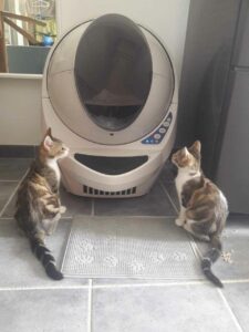 Litière électronique robot avec 2 jeunes chats