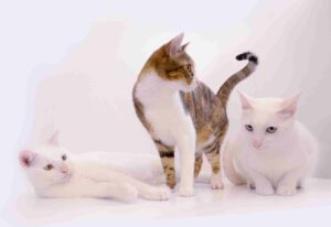Plusieurs chats et plusieurs litières