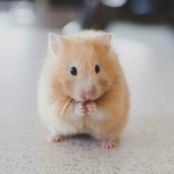 petit hamster tout mignon représentant un coaching de groupe à la Communication Animale