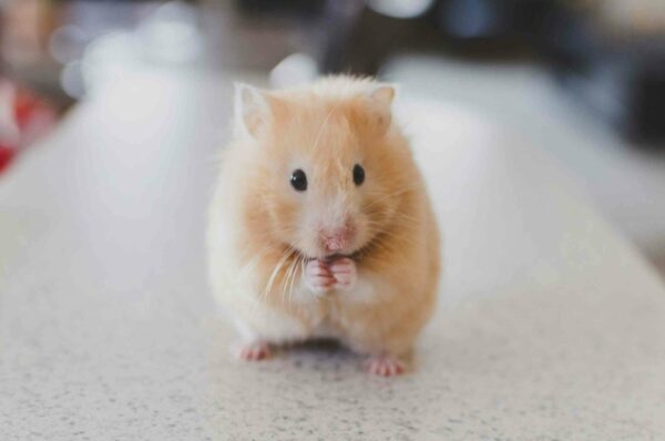 petit hamster tout mignon représentant un coaching de groupe à la Communication Animale