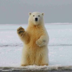 Ours qui accueille les nouveaux clients en Communication Animale