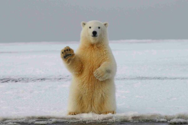 Ours qui accueille les nouveaux clients en Communication Animale