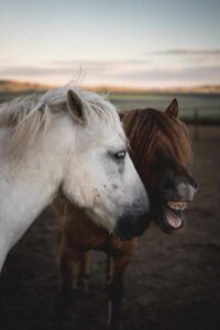 Symptomes ressentis en Communication Animale
