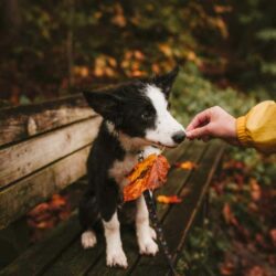 Perfectionner, s'améliorer dans sa pratique de Communication Animale.
