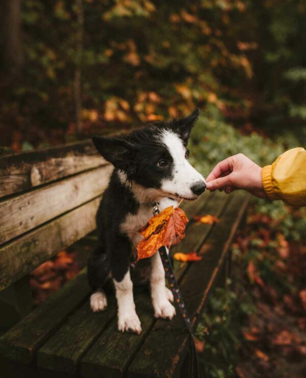 Perfectionner, s'améliorer dans sa pratique de Communication Animale.