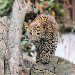 Apprendre à communiquer avec les animaux. Communication Animale
