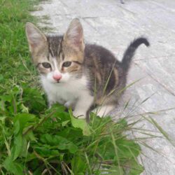 Les enfants apprennent à parler avec les animaux grâce à la Communication Animale.