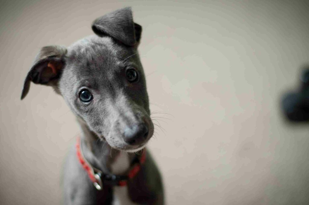 Chien domestique en Communication Animale