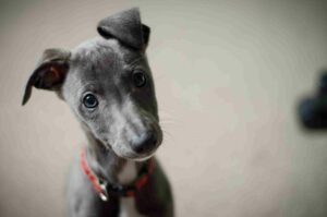 Chien domestique en Communication Animale