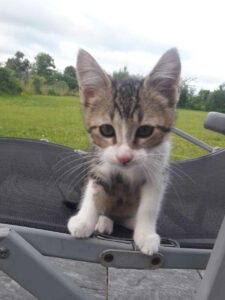 Prénom d'animal domestique et d'animaux domestiques.