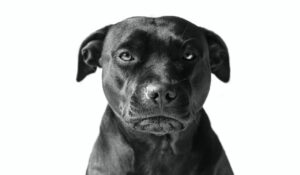 Un chien parle du poster présent dans sa maison, un tigre aux yeux bleus.