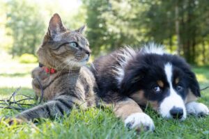 nettoyage énergétique pour chien et chat
