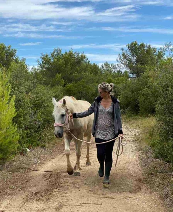 Soin énergétique pour cheval jument poulain hongre etalon