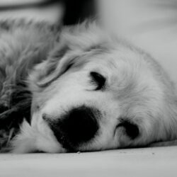 chien en fin de vie, proche de l'euthanasie