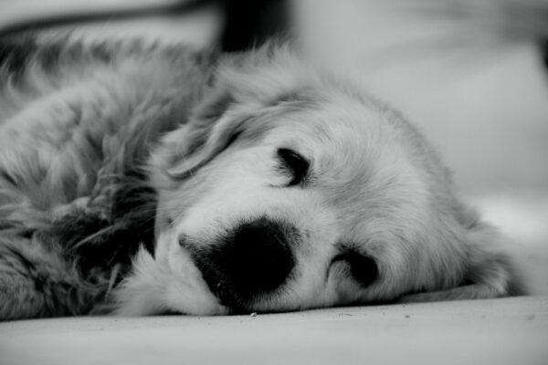 chien en fin de vie, proche de l'euthanasie