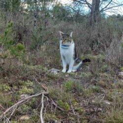 animal perdu dans la nature ou dans la ville, errant
