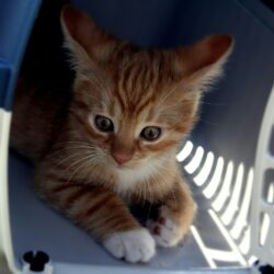 apaiser son chat en voiture