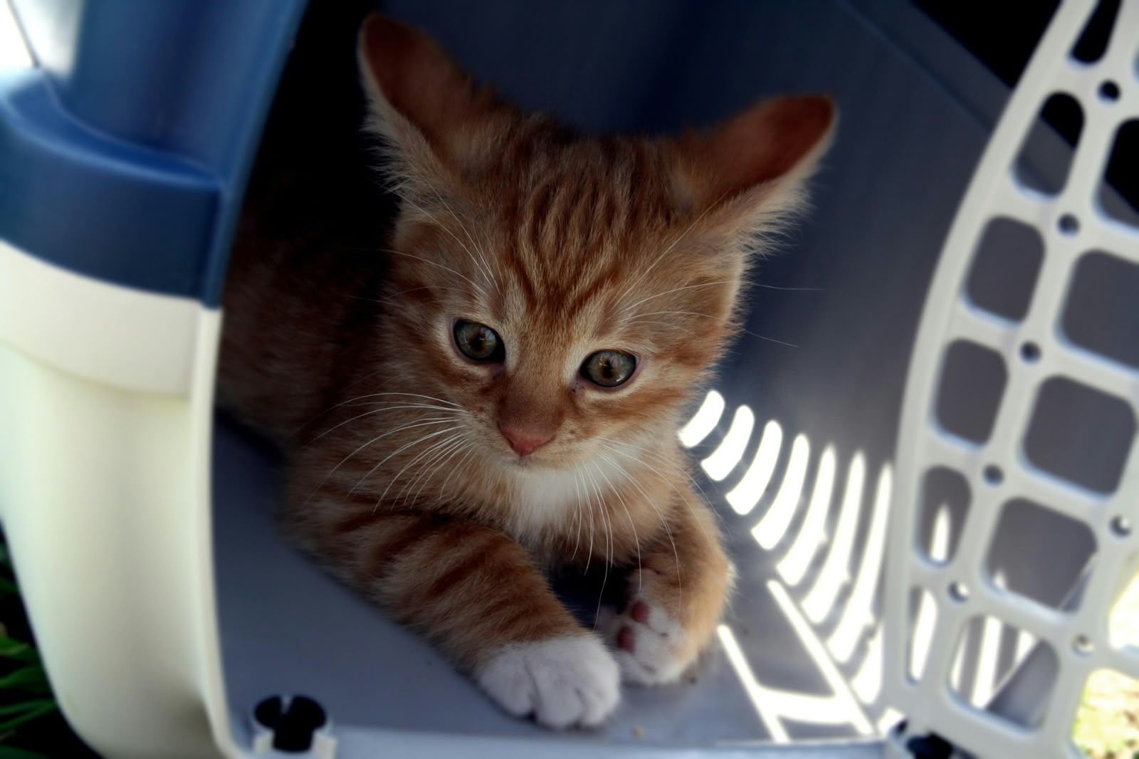 Chat apaisé emotion apaiser son chat en voiture